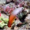 Nemateleotris magnifica : 5-6 cm  Maldives (Gobie de feu,poisson fléchette magnifique)